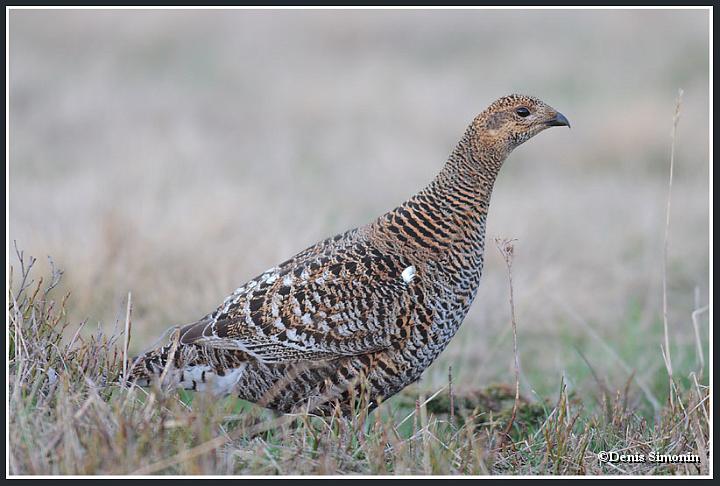 poule de tétras lyre